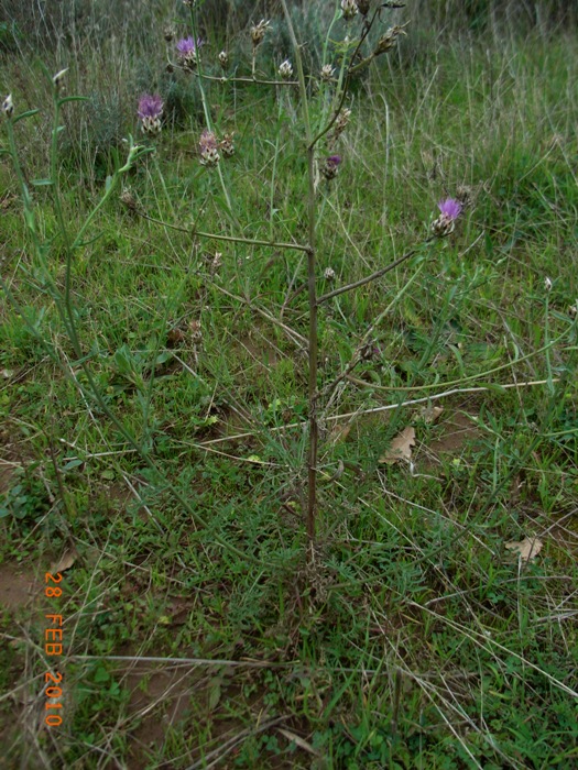 Centaurea deusta  (Asteraceae)